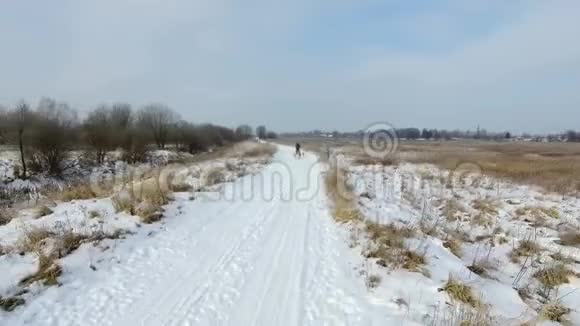 冬季在乡村道路上训练雪橇狗视频的预览图