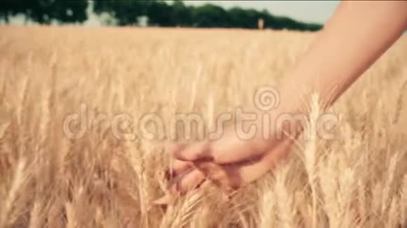 年轻女子走在田野里享受大自然在夕阳下触摸成熟的小穗视频的预览图