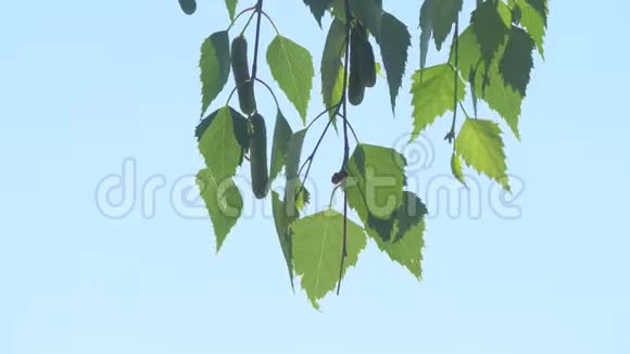 天然的桦树背景幼嫩的桦树绿叶近在春天的森林里俄罗斯白桦树的概念视频的预览图