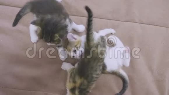 沙发慢动作视频播放三只小猫小猫玩概念两只小猫和猫的生活方式视频的预览图