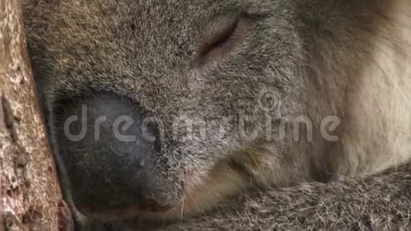 考拉在澳大利亚树上睡觉视频的预览图