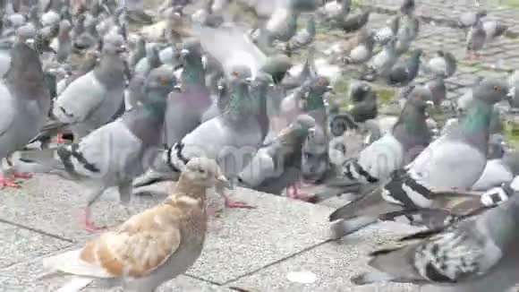 巴塞罗那街道上成千上万只不同的城市鸽子视频的预览图