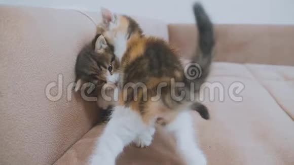 白两只小猫玩睡觉互相咬对方慢动作视频可爱的小猫猫打架小猫扮演一个视频的预览图