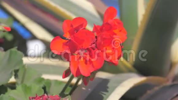 红色的小花在城市的花坛里随风摆动花坛中的花朵概念视频的预览图