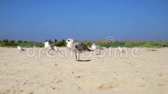 海鸥沿着黑海海岸的沙滩漫步视频的预览图