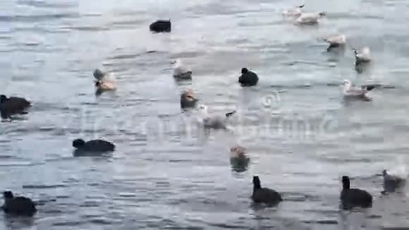 海鸥和鸭子在海里游泳视频的预览图