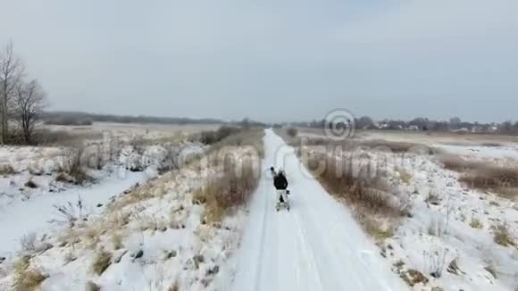 冬季在乡村道路上训练雪橇狗视频的预览图