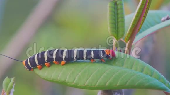 一只天鹅绒虫在叶子上活动视频的预览图