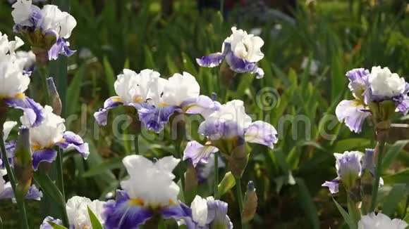 春天在花园里白色和紫色的虹膜在风中移动4KUHD视频镜头静态摄像机视频的预览图