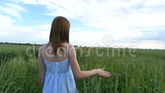 一个年轻漂亮的女孩走在绿色的麦田里把她的手放在小穗上视频的预览图