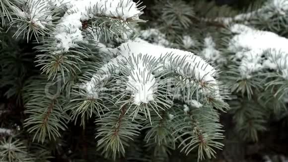 雪花落在蓝云杉的树枝上形成雪堆视频的预览图