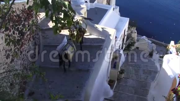 希腊群岛的桑托里尼驴子走下台阶视频的预览图