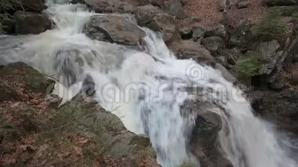 巴伐利亚森林里的一条野溪视频的预览图