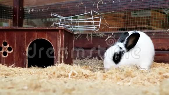 接触动物园里的小兔子可爱的小兔子视频的预览图