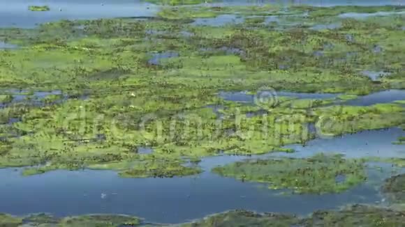 咸水湖长满藻类有许多小苍蝇视频的预览图