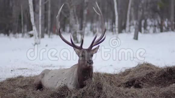 鹿在冬天躺在干草上吃东西视频的预览图