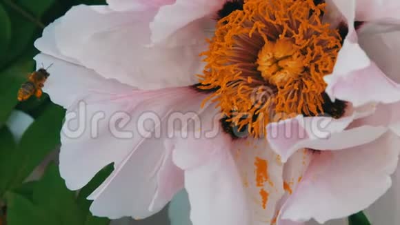 蜜蜂把花粉放在粉红色的花朵上把网收起来视频的预览图