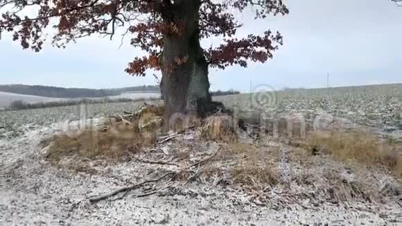对冬季树木的鸟瞰图视频的预览图