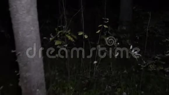 秋天夜树的足迹视频的预览图