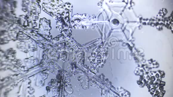 显微镜下一对雪花晶体分支的背景视频的预览图