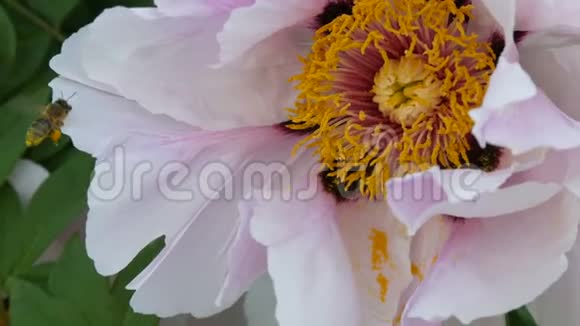 蜜蜂把花粉放在粉红色的花朵上把网收起来视频的预览图