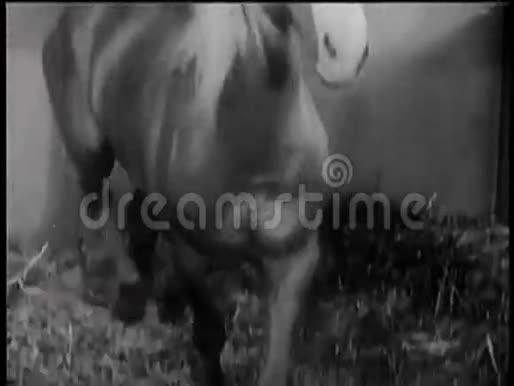 马在马厩里行走视频的预览图