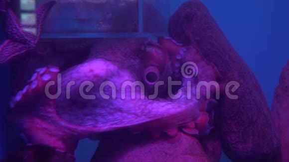 美洲巨猿dofleini也被称为巨型太平洋章鱼或北太平洋巨型章鱼股票录像视频的预览图