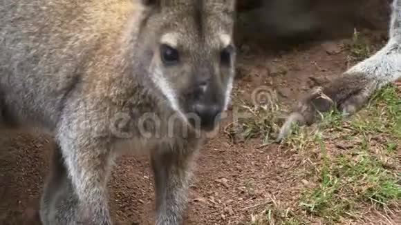 袋鼠在澳大利亚内陆跳来跳去视频的预览图