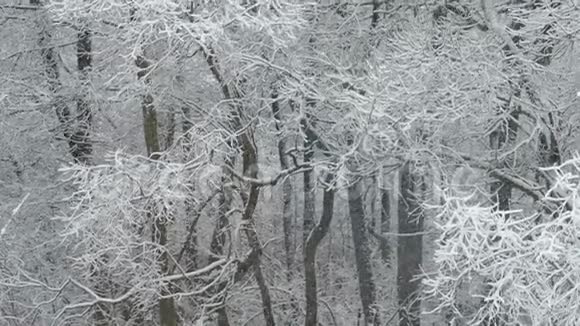 大雪纷飞冬天白雪覆盖的森林雪花飞舞视频的预览图