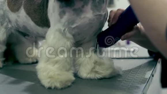 宠物美容店用剪毛工具装饰狗狗水疗中心视频的预览图