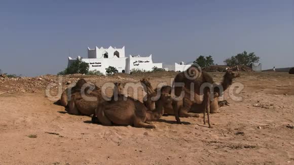 萨拉拉阿曼骆驼大厦附近视频的预览图