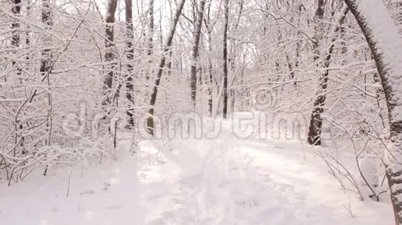 美丽的景色阳光明媚的白雪覆盖的森林视频的预览图