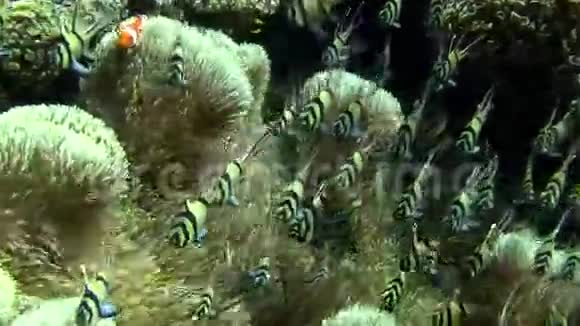 伦贝海峡中的邦盖基鱼视频的预览图