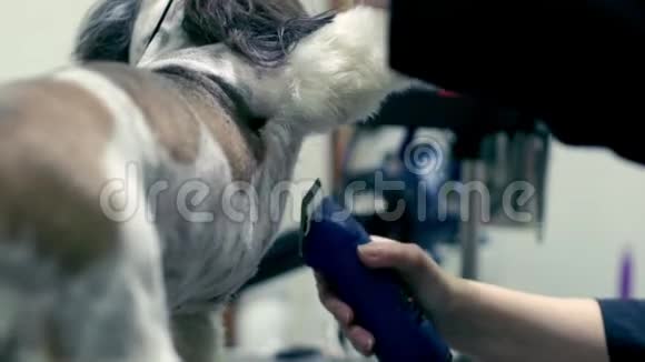 动物美容店的狗美容宠物美容视频的预览图
