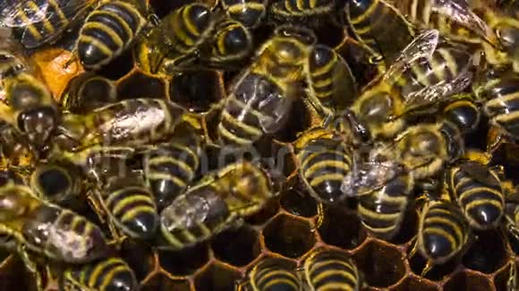 蜜蜂在蜂巢里吃视频的预览图