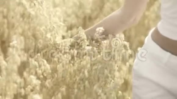 雌性的手抚摸燕麦穗视频的预览图