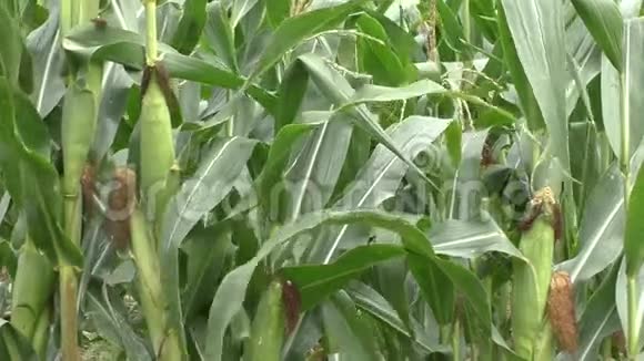 玉米地和玉米棒上的玉米视频的预览图