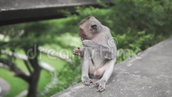 灰斑猴在野外大自然的丛林中猴子正看着相机吃了一小部分视频的预览图