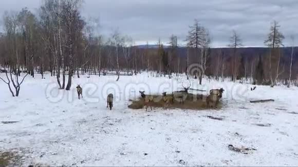 冬天的鹿空中射击视频的预览图