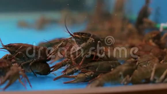 水族馆里有很多小龙虾在干净的水里视频的预览图