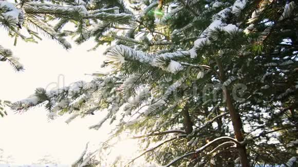 阳光明媚的一天雪从树枝上飘落下来视频的预览图