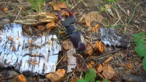 地球上公园里的甲虫鹿一只美丽的甲虫在地球上爬行视频的预览图