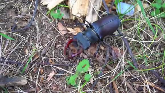 地球上公园里的甲虫鹿一只美丽的甲虫在地球上爬行视频的预览图