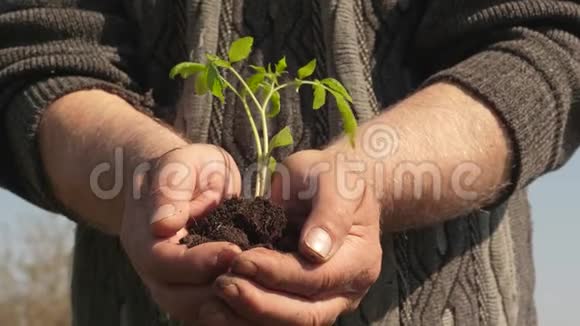 农民手中的幼芽园丁的手拿着绿色的幼苗在手掌上对抗天空无害环境视频的预览图