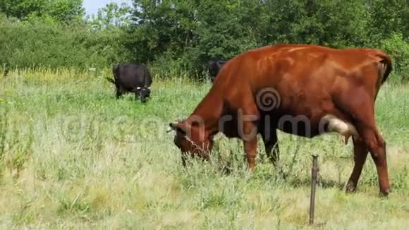 牛系在草地上的一条链上吃草视频的预览图
