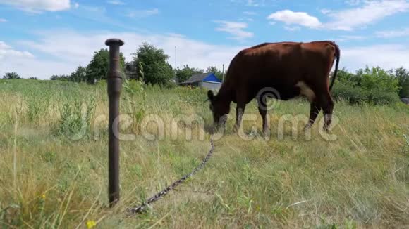 牛系在草地上的一条链上吃草视频的预览图