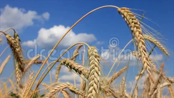 小麦和蓝天02视频的预览图