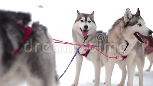 狗雪橇队休息一下视频的预览图