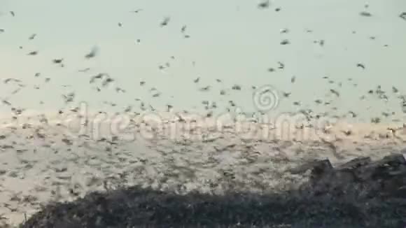 近景拍摄的海鸥在冬天的英格兰卡车背景下飞过垃圾桶视频的预览图