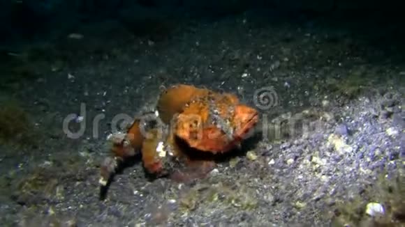 蓝贝海峡夜半黄鳍蝎子鱼视频的预览图